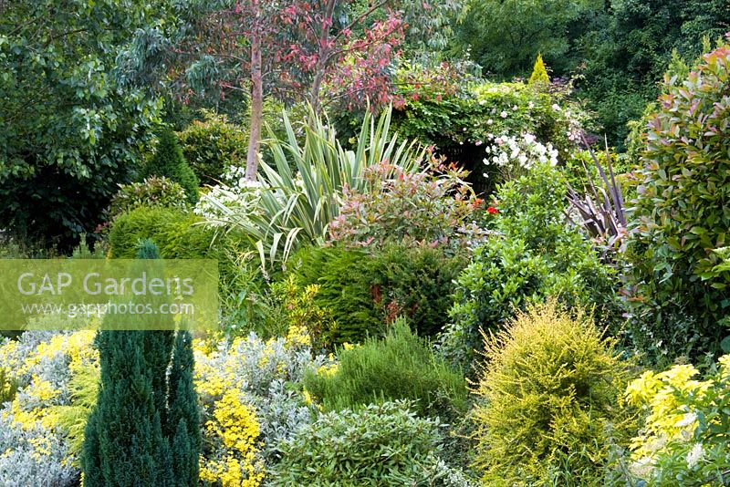 Mixed borders including Senecio 'Sunshine', Lonicera nitida, Photinia 'Red Robin', Phormium tenax at Honeybrook House Cottage, Worcestershire