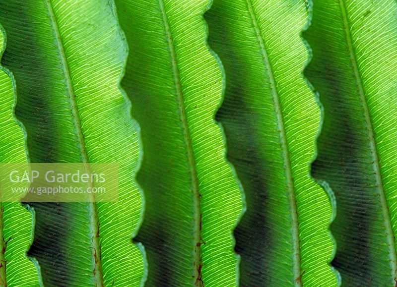 Adiantum fern leaf 