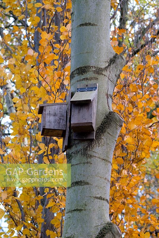 Bat roosting boxes high in a tree