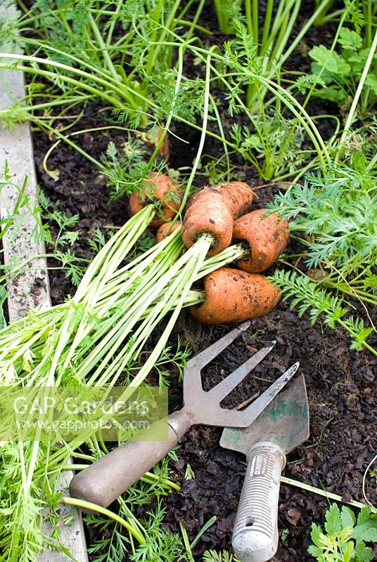 Harvesting organic flyaway carrots with a trowel and hand fork