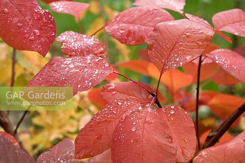 Cotinus 'Grace' - Smoke Bush with oval purple leaves turning brilliant translucent red in late Autumn