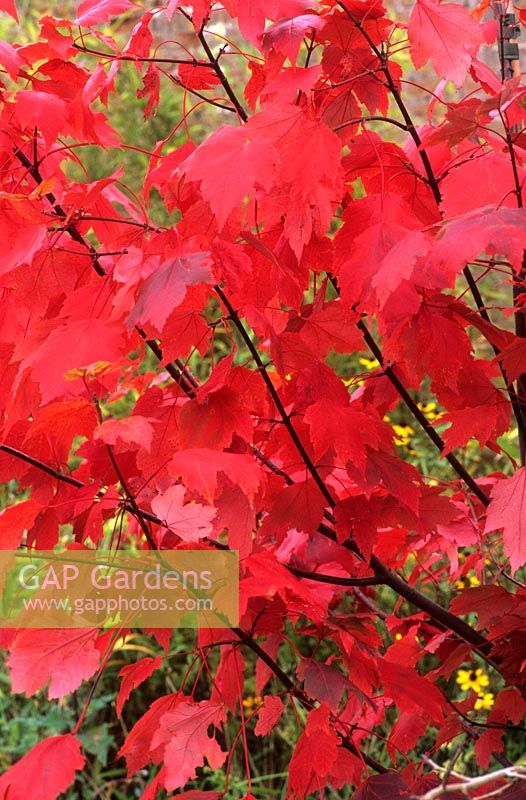 Acer rubrum 'October Glory' 