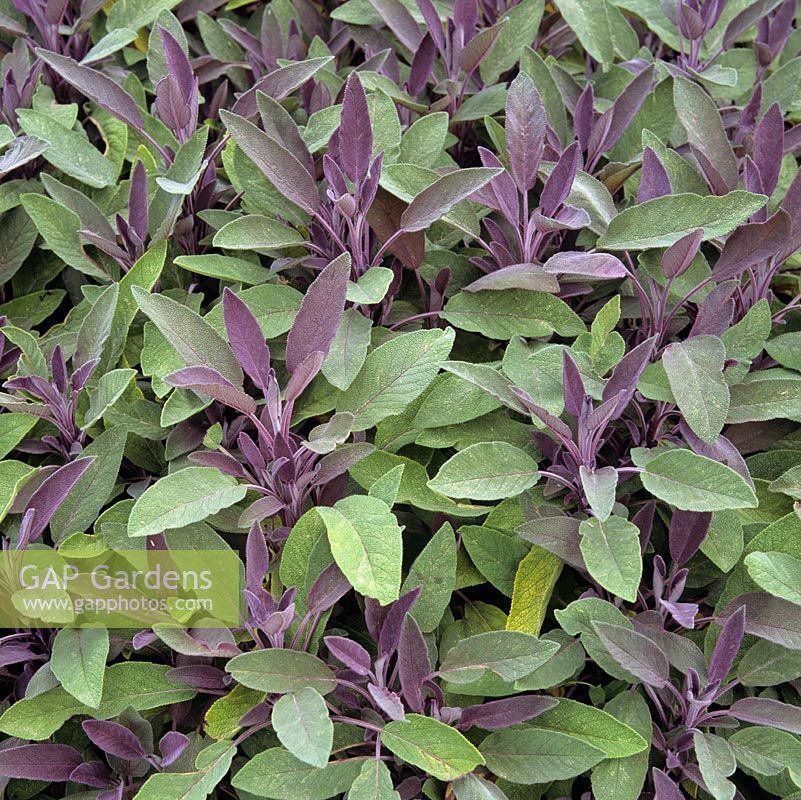 Salvia officinalis 'Purpurascens' 