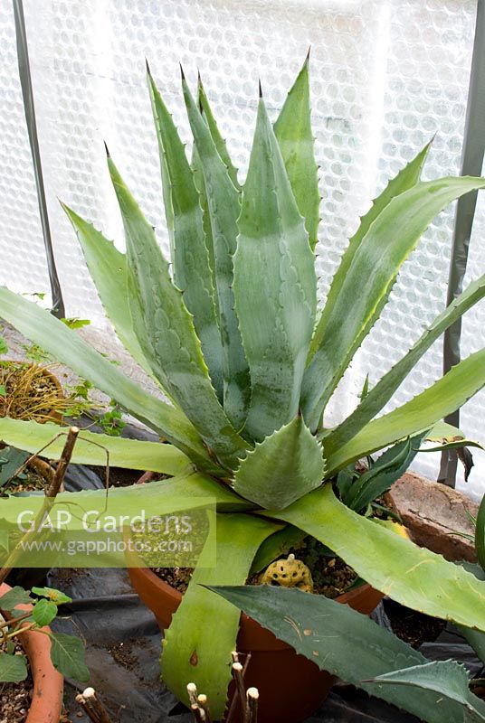 Agave overwintering in a greenhouse insulated with sheets of bubblewrap