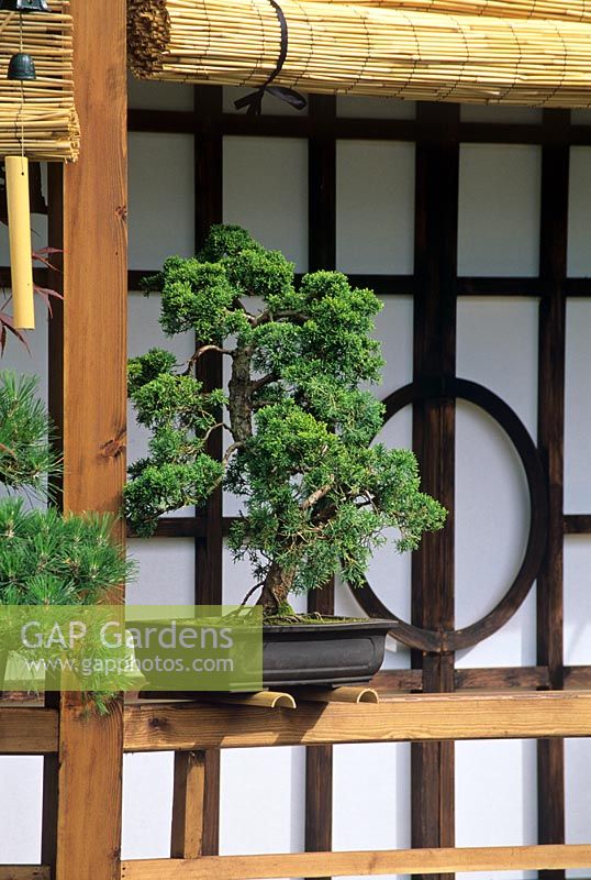 Bonsai pine on timber ledge of japanese style tea house.