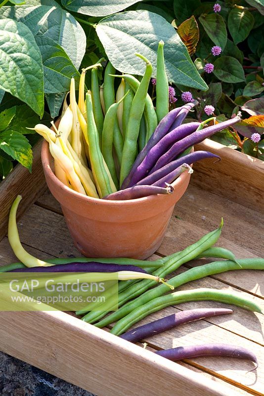 Mixed dwarf French beans in pot and tray - Phaseolus 'Golddukat', 'Divara' and 'Purple Teepee' 