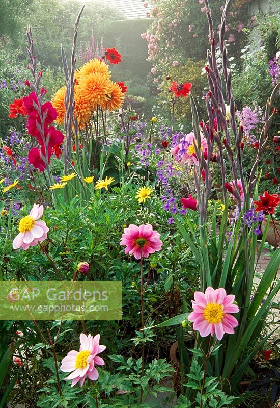 Collection of pots near cottage including Gladiolus 'Plum Tart', Dahlia 'Bishop of Llandaff', airy blue Consolida and yellow Grindelia chiloensis - Hilltop, Stour Provost, Gillingham, Dorset