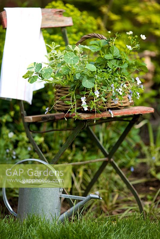 Herb, fruit and flower basket on old red bandstand chair, with metal watering can - Viola, Nasturtium 'Alaska', strawberries and pineapple mint