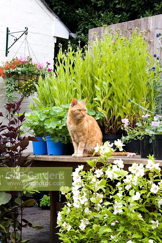 Jimmy the cat guarding plants for sale on an NGS open day at Honeybrook House Cottage, Worcestershire