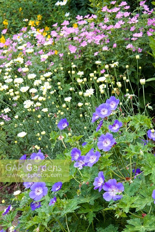 Geranium 'Rozanne' with Anthemis and Geranium in the background