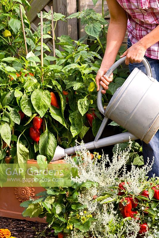 Woman watering Capsicum annuum 'Redskin' in container 