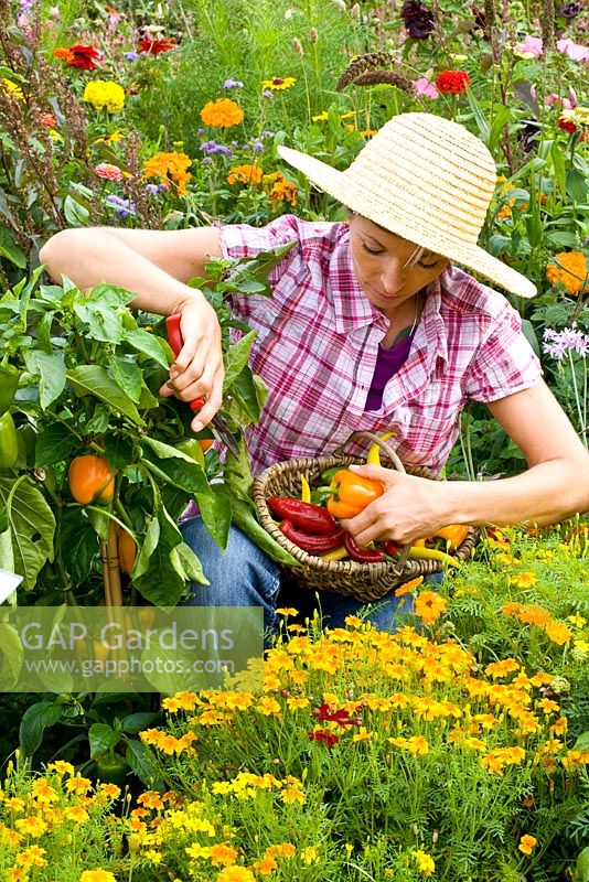 Woman harvesting chillies and peppers