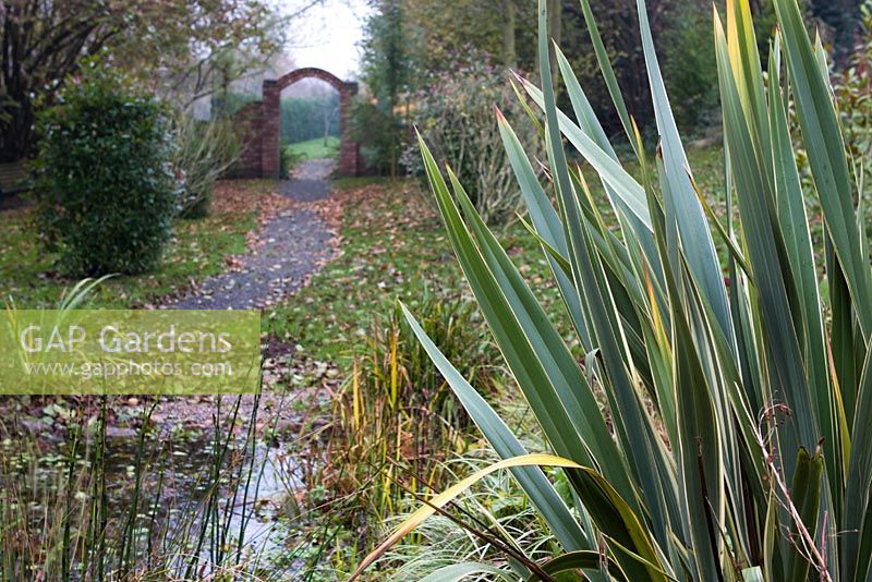 Phormium tenax with path and archway in the background