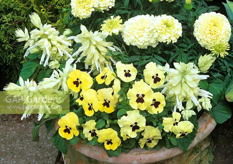 Colour themed summer display in terracotta pot - African marigold 'Vanilla' with cream coloured Salvia splendens and pale yellow pansies