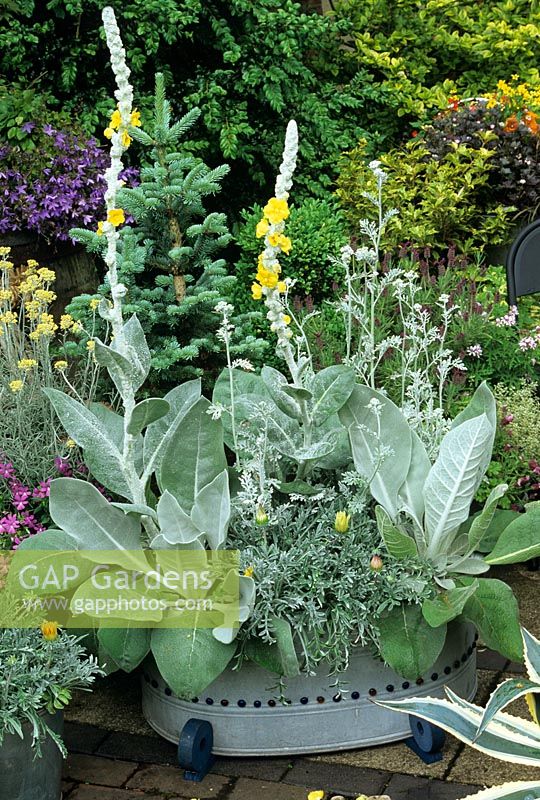 Monochrome container with touches of blue and yellow. Verbascum 'Arctic Summer' with grey leaved Gazania and Senecio cineraria coming into bloom in a plasterers' tin bath