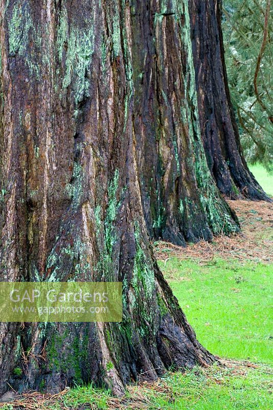Sequoiadendron giganteum - Giant Sequoia, Sierra Redwood or Wellingtonia at Goucestershire National Aboretum 
