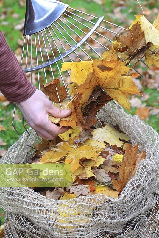 Raked autumn leaves being put into biodegradable jute leaf sack - Sacks are left for a year to break down produce leaf mold