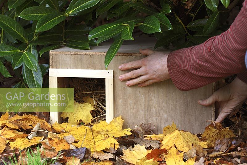 Step by step 9 of making a hedgehog house - Placing wooden box in sheltered garden spot beneath shrubs