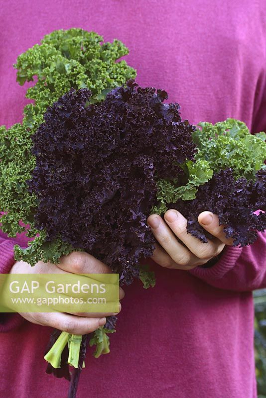 Man holding bunch of freshly picked curly kale