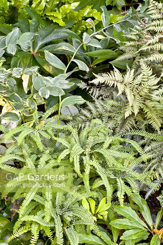 Adiantum pedatum in combination with other shade loving plants