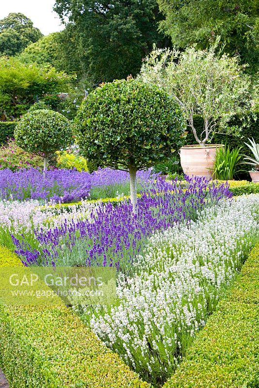 Mediterranean garden with Lavandula and clipped Buxus hedges