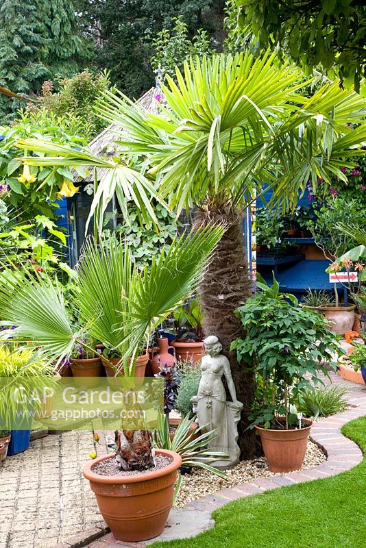 Trachycarpus fortunei and Washingtonia robusta in small Moroccan style tropical garden