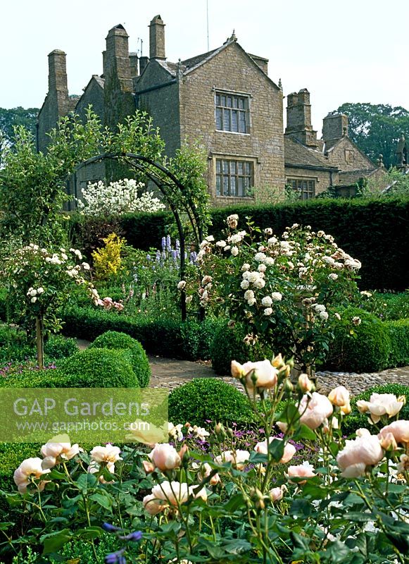 Secluded rose garden with view of the hall, with Standard Rosa 'Little White Pet' and  Rosa 'Brother Cadfael' in Buxus edged beds - Lawkland Hall, Yorkshire