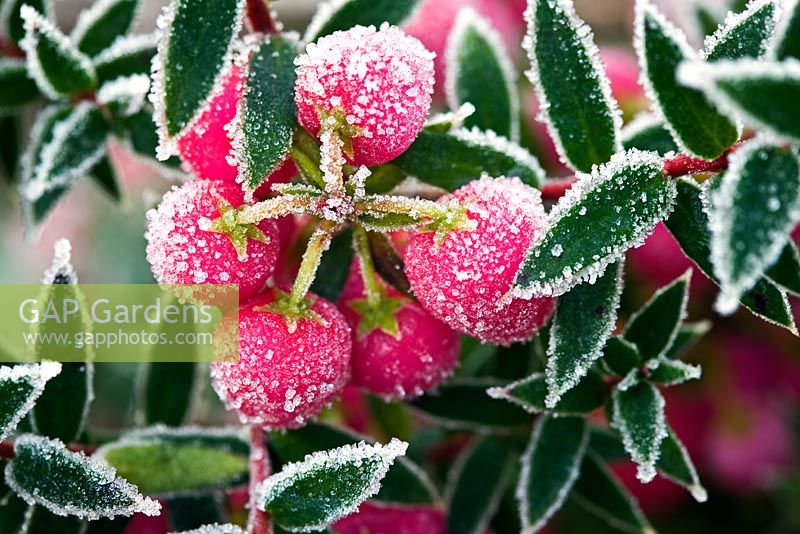 Berries of Gaultheria mucronata with frost