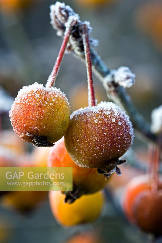 Malus 'Evereste' - Crab Apples with frost