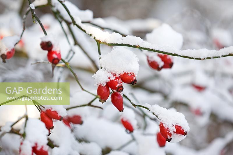 Rosa - Rosehips with snow