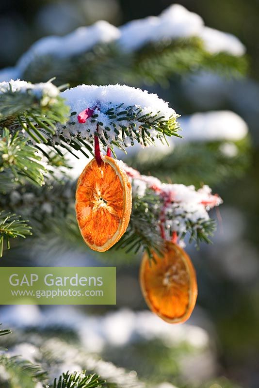Abies amabilis - Decorated fir with dried orange slices