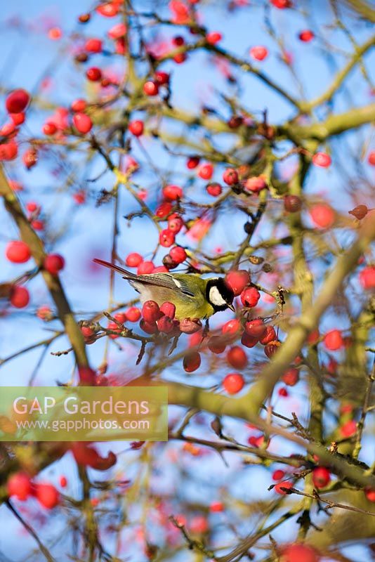 Crab apple tree with Great Tit