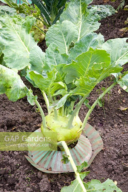 Brassica oleracea 'Lanro' with protective collar - Protected against cabbage root fly