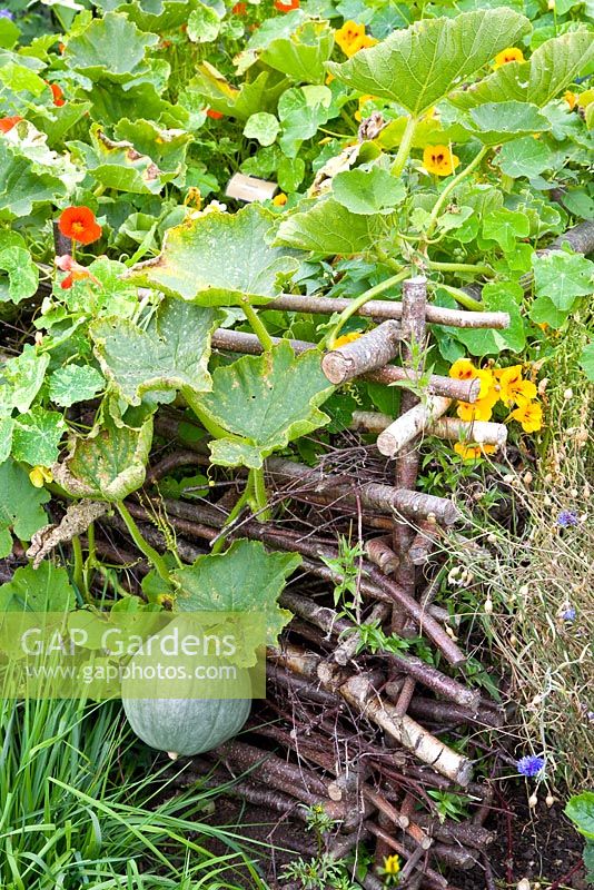 Compost heap surrounded by Tropaelum and Cucurbita