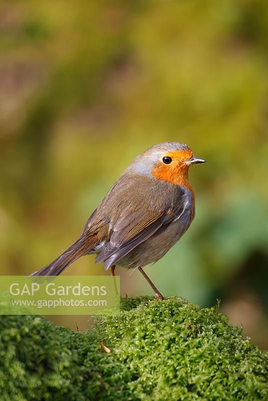 Erithacus rubecula -Robin perching on mossy stump