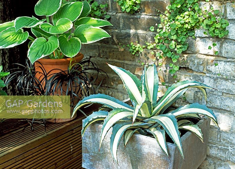 Agave americana 'Mediopicta' in metal pot with Hostas and Ophiopogon planiscapus in terracotta strawberry pot in small jungly urban garden planted with exotics - West Park Road, Kew