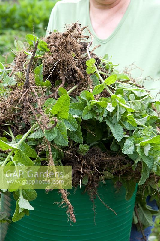 Dug up mint plants, showing strength of roots