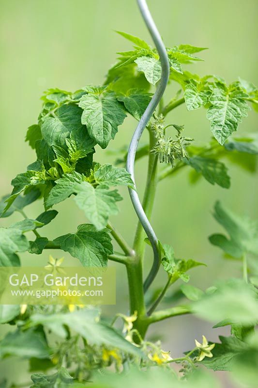 Using a twirled galvansied stake for climbing tomato vines
