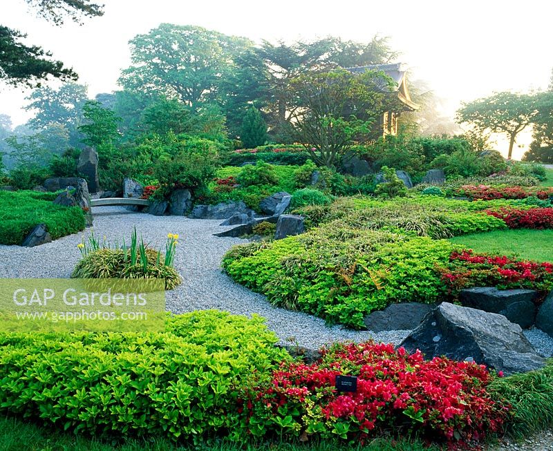 Dawn over the Japanese Landscape, RGB Kew. Plants including Pachysandra terminalis, Rhododendron 'Mother's Day' and yellow Iris laevigata.