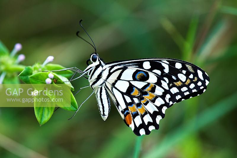 Papilio Demoleus - Lime butterfly, resting on a plant in the Indian countryside