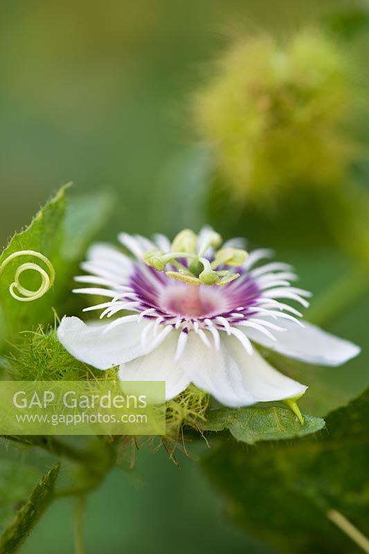 Passiflora foetida - Stinking Passionflower in the Indian countryside