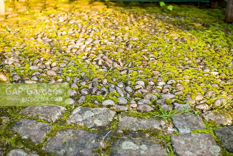 Curved stone paving and cobbles with moss
