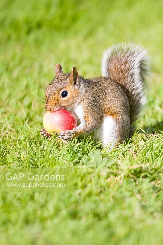 Sciurus carolinensis - Grey squirrel holding an apple