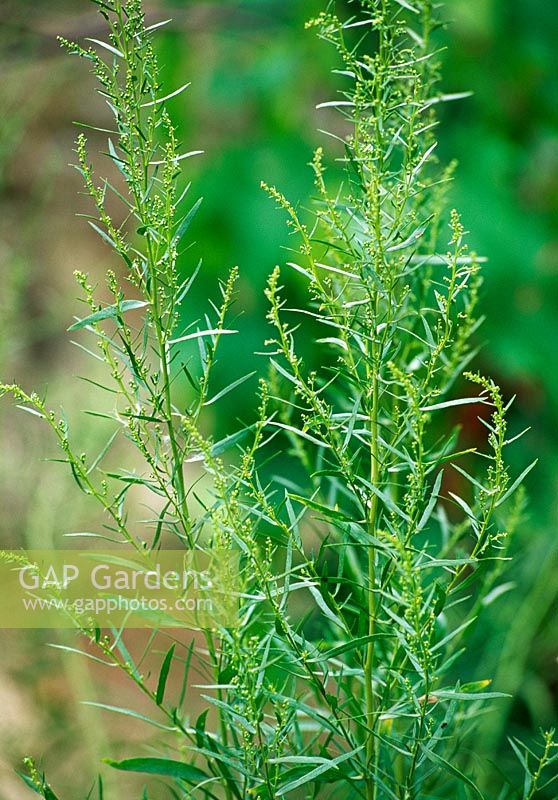 Artemisia dracunculus - Tarragon