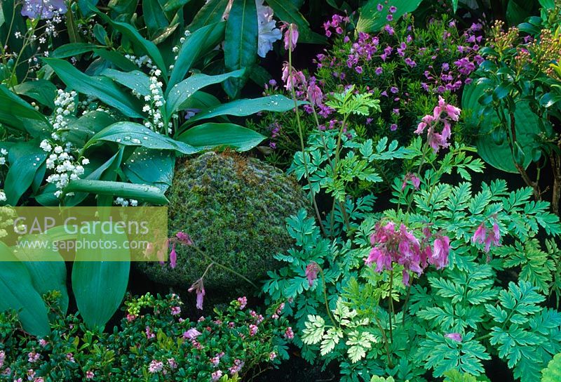 Ground cover planting including Convallaria and Dicentra in the 'Memories of Rex' garden at the RHS Chelsea Flower Show
