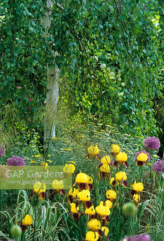 Betula pendula underplanted with Iris, Allium, Achillea and Stipa gigantea in 'A Theatrical Garden' at the RHS Chelsea Flower Show