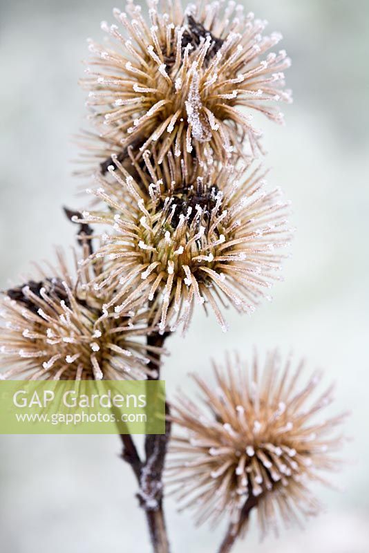 Arctium lappa - Frost on Greater Burdock seedheads