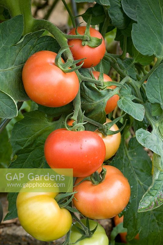Tomato 'Elegance' - Grafted variety from Suttons