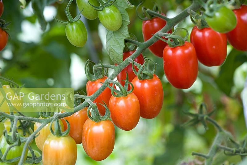 Tomato 'Dasher' - Grafted midi plum variety
