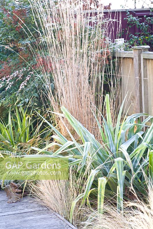 Winter bed of Stipa tenuissima, Calamagrostis 'Karl Förster' and Astelia and Nandina domestica